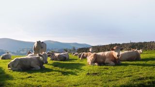 Easy viande a pour but d'augmenter les performances des bovins viande en diminuant leur impact environnemental. (©Axéréal) Easy viande a pour but d'augmenter les performances des bovins viande en diminuant leur impact environnemental. (©Axéréal)