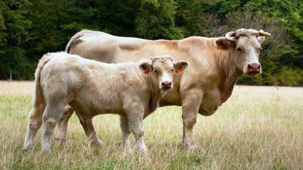 Éleveur et engagé : « une nouvelle relation entre éleveur et distributeur pour un partage équitable de la valeur au sein de la filière viande bovine au service du consommateur (©Éleveur & engagé)