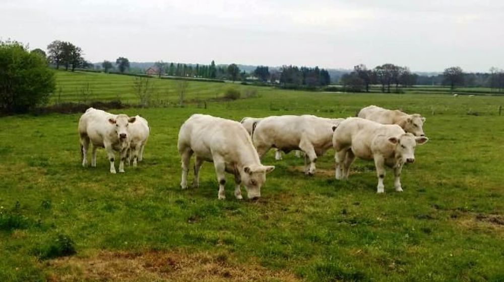 Le cabinet de nutrition organise une tournée nationale de conférences sur « comment arrêter d'acheter de l'aliment » en système laitier ou viande. (©Cabinet BDM) Le cabinet de nutrition organise une tournée nationale de conférences sur « comment arrêter d'acheter de l'aliment » en système laitier ou viande. (©Cabinet BDM)