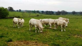Le cabinet de nutrition organise une tournée nationale de conférences sur « comment arrêter d'acheter de l'aliment » en système laitier ou viande. (©Cabinet BDM) Le cabinet de nutrition organise une tournée nationale de conférences sur « comment arrêter d'acheter de l'aliment » en système laitier ou viande. (©Cabinet BDM)