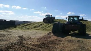 Les rendements d'ensilage de maïs fourrage sont bons voire excellents cette année. (©Terre-net média) Les rendements d'ensilage de maïs fourrage sont bons voire excellents cette année. (©Terre-net média)