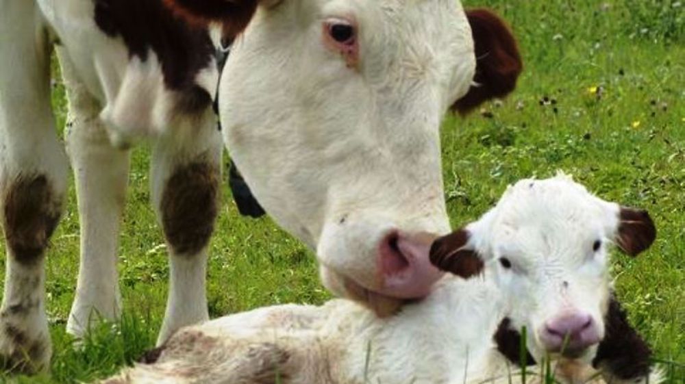 Le GIE Zone verte accompagne les éleveurs par du conseil et des formations pour une approche alternative de l'élevage. (©GIE Zone verte)