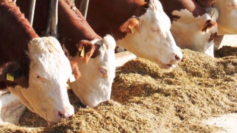 Le nouvel additif Biomin plus 320 protège les animaux du risque mycotoxines et booste leur immunité. (©Biomin)