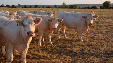 Les prairies continuent de souffrir du temps sec notamment dans le centre-est et sud-est. L’indice d’humidité des sols au 1er novembre est déficitaire sur la majorité de l'Hexagone. (©Terre-net Média)