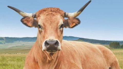 #Haute, de race aubrac, est l'égérie de l'édition 2018 du salon international de l'agriculture (©SIA18 - P. Parchet)