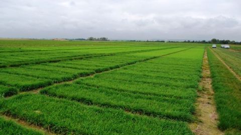 Le choix des variétés de graminées et légumineuses à semer se fait en fonction des critères variétaux. (©Gnis) Le choix des variétés de graminées et légumineuses à semer se fait en fonction des critères variétaux. (©Gnis)