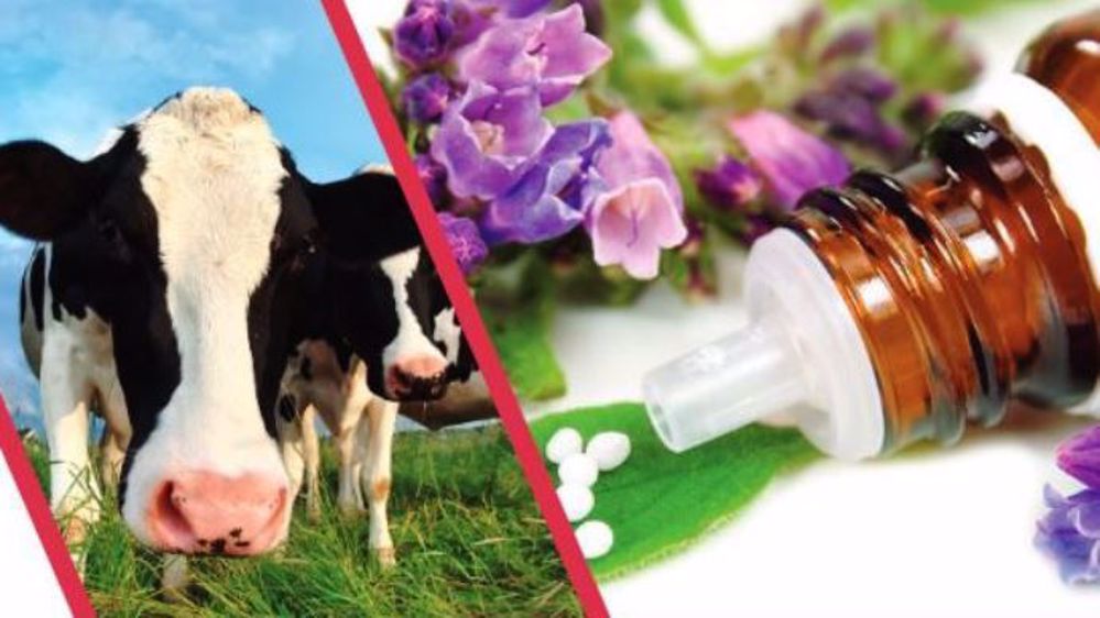 Portes ouvertes dans des exploitations du Pas-de-Calais concernant les médecines alternatives en élevage. (©Chambre d'agriculture Nord-Pas-de-Calais)