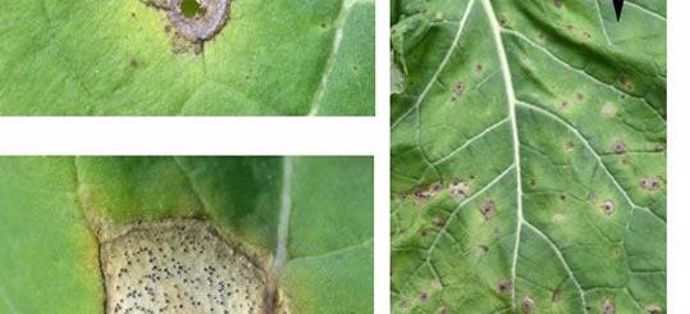Macules de phoma.