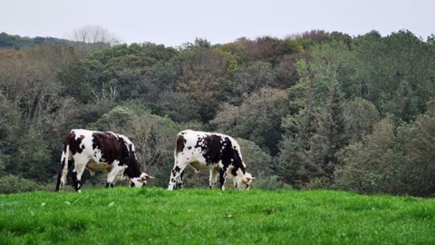 Les trois instituts techniques animaux (Idele, Ifip et Itavi) défendent l'élevage en relevant les nombreuses erreurs du rapport de l'association Terra Nova prônant la réduction de la consommation de viande. (©Terre-net Média)