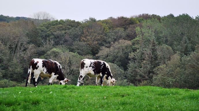 Les trois instituts techniques animaux (Idele, Ifip et Itavi) défendent l'élevage en relevant les nombreuses erreurs du rapport de l'association Terra Nova prônant la réduction de la consommation de viande