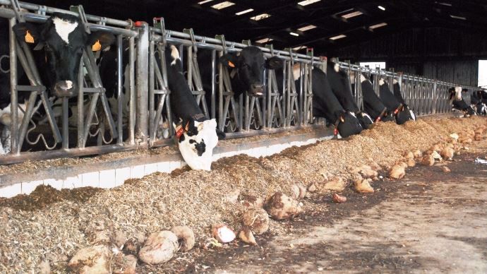 En plus de l'ensilage de maïs et du pâturage, les vaches laitières consomment des betteraves fourragères