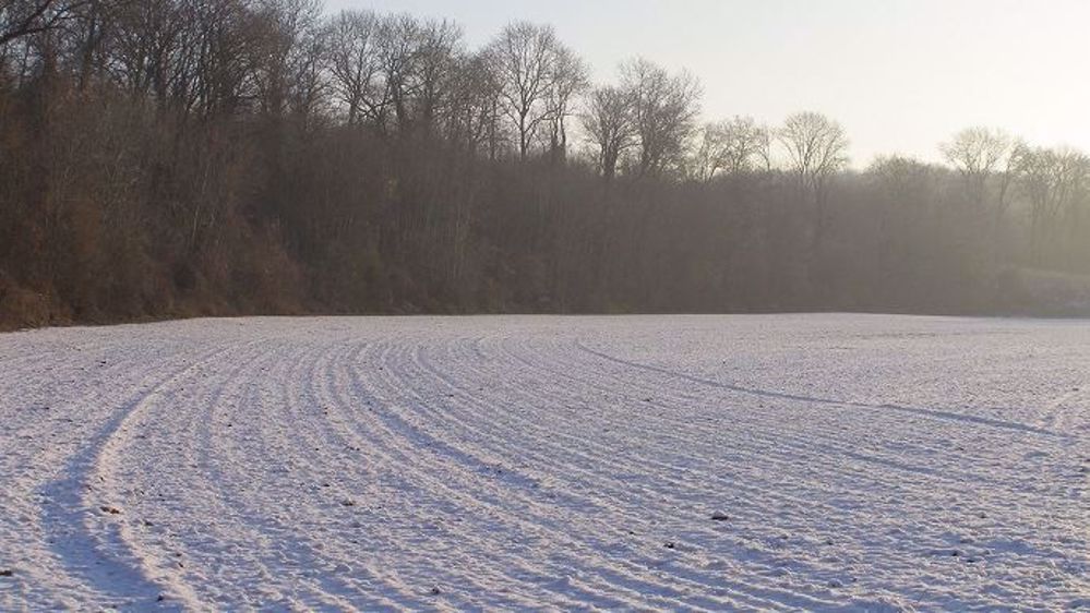 La vague de froid aux Etats-Unis cette semaine a touché des cultures peu couvertes par la neige, et donc plus sensibles aux variations thermiques. (©Terre-net Média)