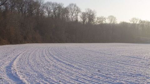 La vague de froid aux Etats-Unis cette semaine a touché des cultures peu couvertes par la neige, et donc plus sensibles aux variations thermiques. (©Terre-net Média)