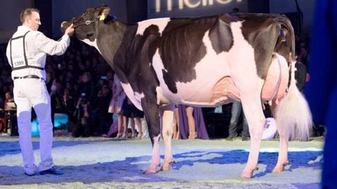 DH Gold Chip Darling (Mr Chassity GOLD CHIP x SAM), grande championne Swiss Expo 2017 (©Anne-Mettes Evers / Swiss Expo) DH Gold Chip Darling (Mr Chassity GOLD CHIP x SAM), grande championne Swiss Expo 2017 (©Anne-Mettes Evers / Swiss Expo)