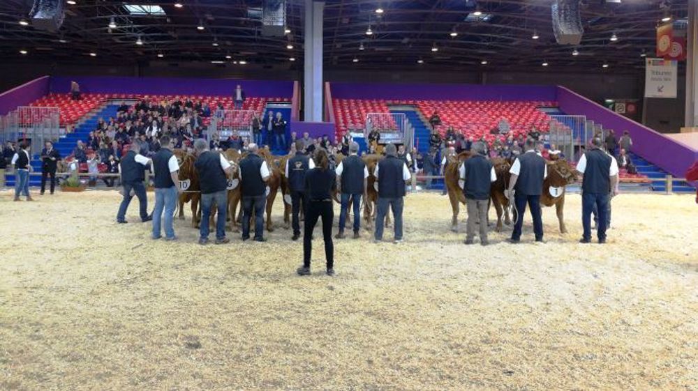 166 animaux de la race limousine sont en lice pour figurer parmi les 40 meilleurs qui participeront au concours général agricole du Sia 2018. (©France Limousin sélection)