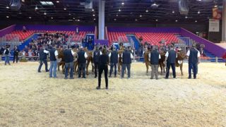 166 animaux de la race limousine sont en lice pour figurer parmi les 40 meilleurs qui participeront au concours général agricole du Sia 2018. (©France Limousin sélection) 166 animaux de la race limousine sont en lice pour figurer parmi les 40 meilleurs qui participeront au concours général agricole du Sia 2018. (©France Limousin sélection)