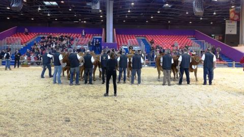 166 animaux de la race limousine sont en lice pour figurer parmi les 40 meilleurs qui participeront au concours général agricole du Sia 2018. (©France Limousin sélection)