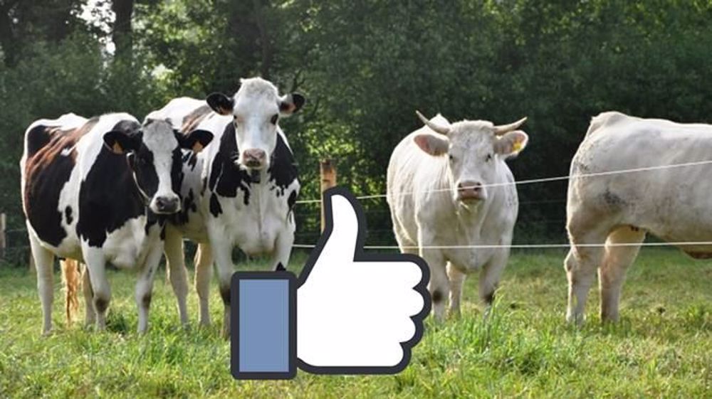 Sur Facebook, les pages des organismes de races enregistrent un nombre de mentions « j'aime » pas forcément proportionnel à l'effectif des animaux sur le territoire. (©Terre-net Média/Facebook)
