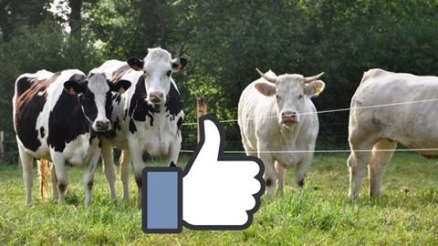 Sur Facebook, les pages des organismes de races enregistrent un nombre de mentions « j'aime » pas forcément proportionnel à l'effectif des animaux sur le territoire. (©Terre-net Média/Facebook) Sur Facebook, les pages des organismes de races enregistrent un nombre de mentions « j'aime » pas forcément proportionnel à l'effectif des animaux sur le territoire. (©Terre-net Média/Facebook)