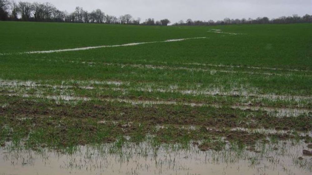 Il n'est pas rare d'observer des zones inondées dans les parcelles. (©Arvalis)