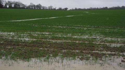 Il n'est pas rare d'observer des zones inondées dans les parcelles. (©Arvalis)