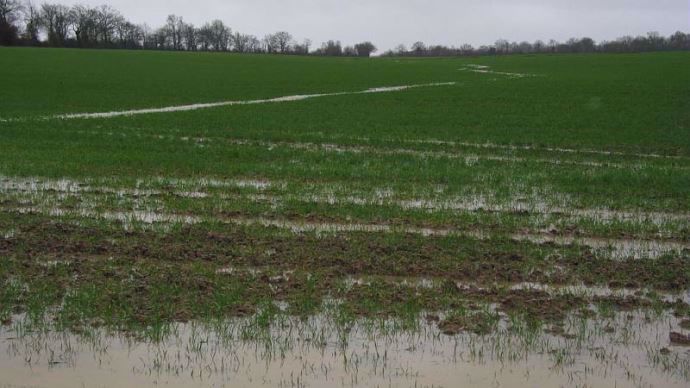 Blé au stade tallage sous l'eau.