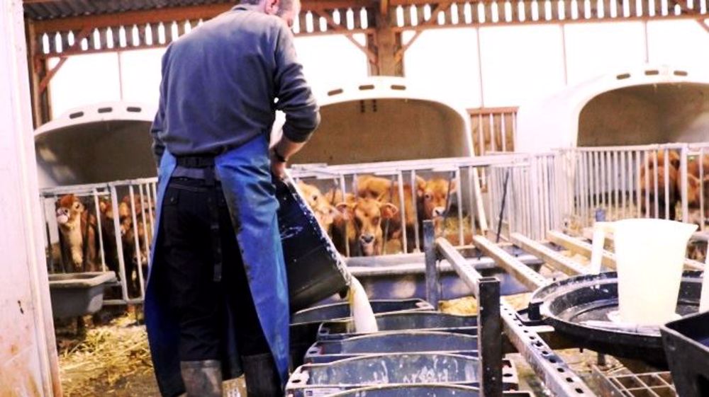Le lait fermenté au kéfir ensemence la flore intestinale du veau de près de 30 germes, de quoi booster son immunité. (©Terre-net Média) Le lait fermenté au kéfir ensemence la flore intestinale du veau de près de 30 germes, de quoi booster son immunité. (©Terre-net Média)