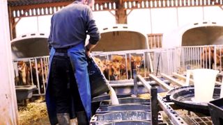Le lait fermenté au kéfir ensemence la flore intestinale du veau de près de 30 germes, de quoi booster son immunité. (©Terre-net Média) Le lait fermenté au kéfir ensemence la flore intestinale du veau de près de 30 germes, de quoi booster son immunité. (©Terre-net Média)