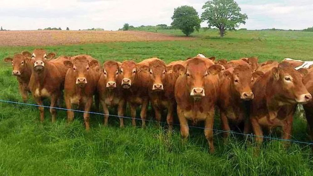Apprenez-en davantage grâce aux formations bovins viande de l'institut de l'élevage. (©Idele) Apprenez-en davantage grâce aux formations bovins viande de l'institut de l'élevage. (©Idele)