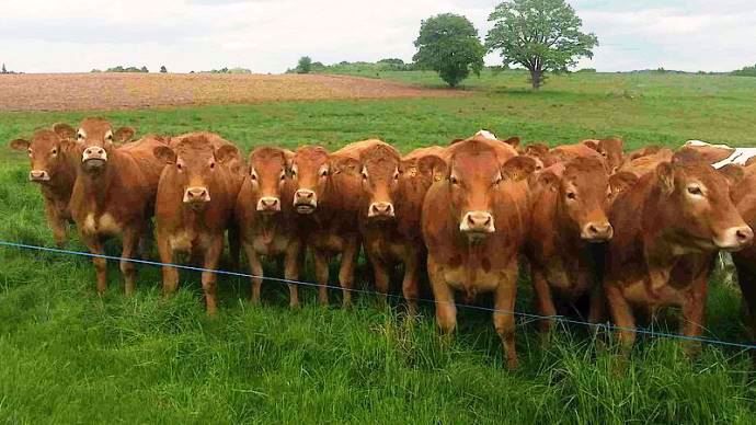Les formations de génétique en bovins viande de l'institut de l'élevage