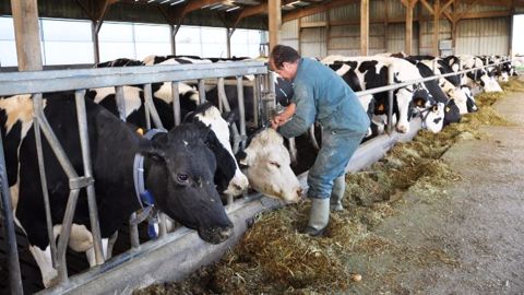 Les risques accidentogènes en élevage concernent d'abord les animaux lors de leur manipulation. (©Terre-net Média)