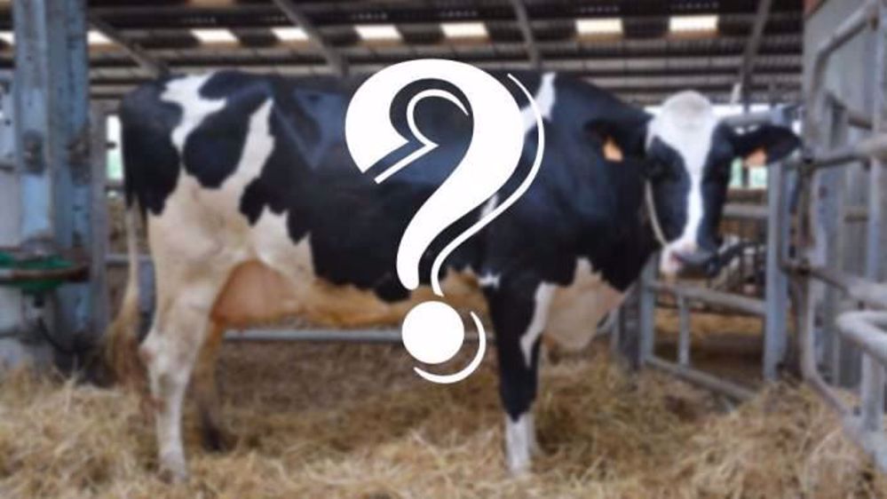 Avec 32 millions d'euros investis dans la recherche pour créer LA vache parfaite, on se demande à quoi elle ressemblera ! (©Terre-net Média)