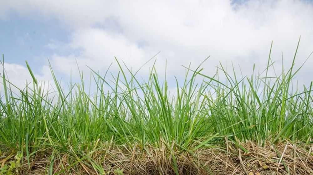 Le premier apport d'azote sur prairie peut se faire une fois que les 200°C de températures cumulées à partir du 1er janvier sont atteints. (©Arvalis) Le premier apport d'azote sur prairie peut se faire une fois que les 200°C de températures cumulées à partir du 1er janvier sont atteints. (©Arvalis)