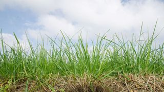 Le premier apport d'azote sur prairie peut se faire une fois que les 200°C de températures cumulées à partir du 1er janvier sont atteints. (©Arvalis) Le premier apport d'azote sur prairie peut se faire une fois que les 200°C de températures cumulées à partir du 1er janvier sont atteints. (©Arvalis)