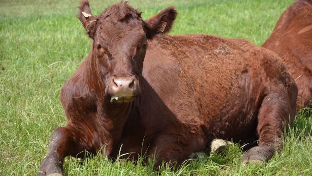 Une mise à l'herbe brutale sans transition peut favoriser l'entérotoxémie en modifiant la flore intestinale (©Terre-net Média)