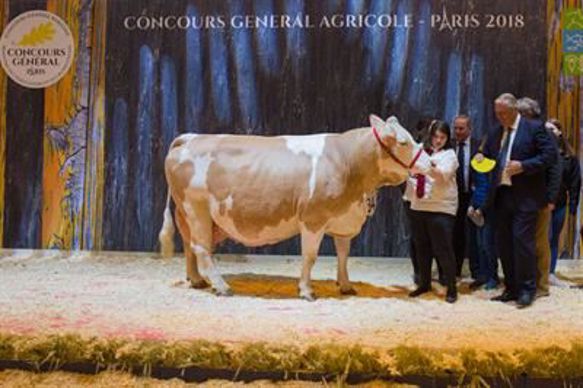 Daphnée, championne Simmental française 