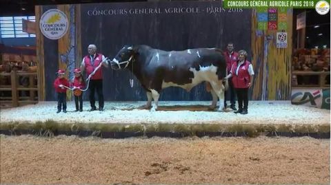 Hangora, le champion de la race rouge des prés. (©Sia 2018) 