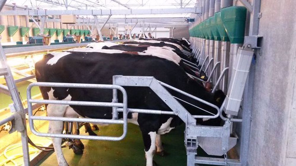  PipeFeeder Hanskamp 2x20 gestion GEA TPA Sortie Lente (Bosma NL)