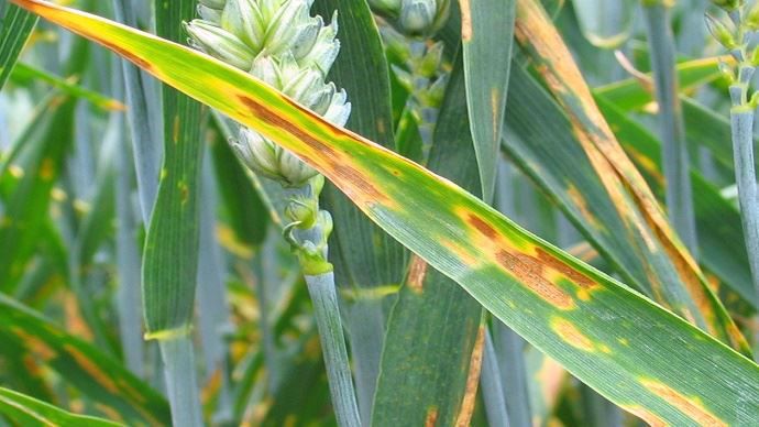 Symptômes de septoriose sur blé
