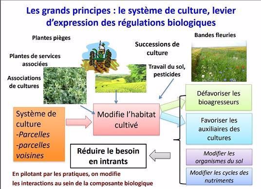 Le système de culture, levier d'expression des régulations biologiques