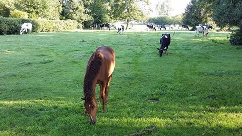 La cohabitation des chevaux et bovins au pâturage apporte plusieurs bénéfices : moins de refus et réduction de la pression parasitaire. (©Terre-net Média) La cohabitation des chevaux et bovins au pâturage apporte plusieurs bénéfices : moins de refus et réduction de la pression parasitaire. (©Terre-net Média)
