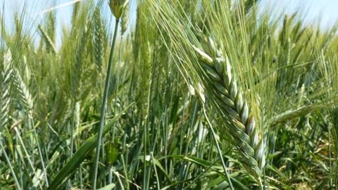 Pour la filière blé dur, « la question de la gestion et de l’accès à l’eau s’avère cruciale pour l’avenir » selon Arvalis-Institut du végétal. (©Terre-net Média)