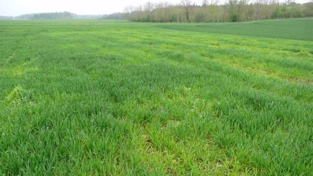 Carence en soufre dans une parcelle de blé. (©Arvalis-Institut du végétal)