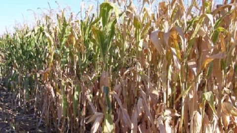 « Des cabinets estiment désormais que la production de <strong>maïs</strong> devrait descendre à 35-38 millions de tonnes, au lieu des 39 millions actuellement prévu par l'USDA », le ministère américain de l'agriculture, indique Dewey Strickler. (©Terre-net Média)