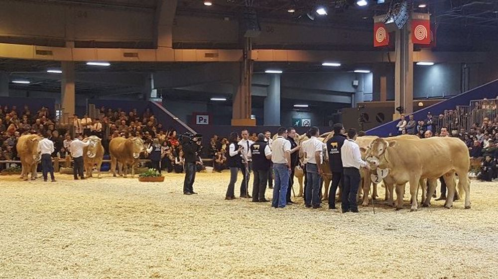 De moins en moins d'éleveurs s'intéressent aux concours bovins. Cependant, même si les retombées économiques ne sont plus là, les passionnés continuent d'y participer pour l'ambiance qui y règne ! (©Terre-net Média) De moins en moins d'éleveurs s'intéressent aux concours bovins. Cependant, même si les retombées économiques ne sont plus là, les passionnés continuent d'y participer pour l'ambiance qui y règne ! (©Terre-net Média)