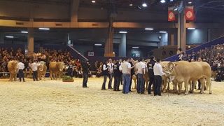 De moins en moins d'éleveurs s'intéressent aux concours bovins. Cependant, même si les retombées économiques ne sont plus là, les passionnés continuent d'y participer pour l'ambiance qui y règne ! (©Terre-net Média) De moins en moins d'éleveurs s'intéressent aux concours bovins. Cependant, même si les retombées économiques ne sont plus là, les passionnés continuent d'y participer pour l'ambiance qui y règne ! (©Terre-net Média)