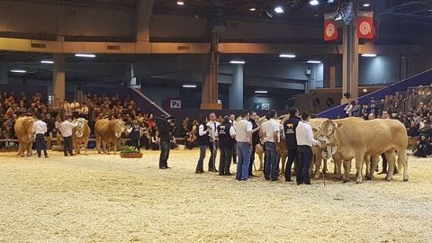 De moins en moins d'éleveurs s'intéressent aux concours bovins. Cependant, même si les retombées économiques ne sont plus là, les passionnés continuent d'y participer pour l'ambiance qui y règne ! (©Terre-net Média)