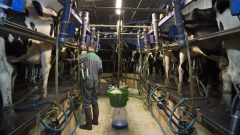Du Danemark à la France, les prix à la production sont loin de couvrir les coûts des éleveurs. (©Xavier Remongin, Ministère de l'agriculture) Du Danemark à la France, les prix à la production sont loin de couvrir les coûts des éleveurs. (©Xavier Remongin, Ministère de l'agriculture)