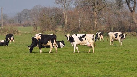 Pour réussir la mise à l'herbe du troupeau, il est important d'anticiper en faisant une transition correcte. (©Terre-net Média) Pour réussir la mise à l'herbe du troupeau, il est important d'anticiper en faisant une transition correcte. (©Terre-net Média)