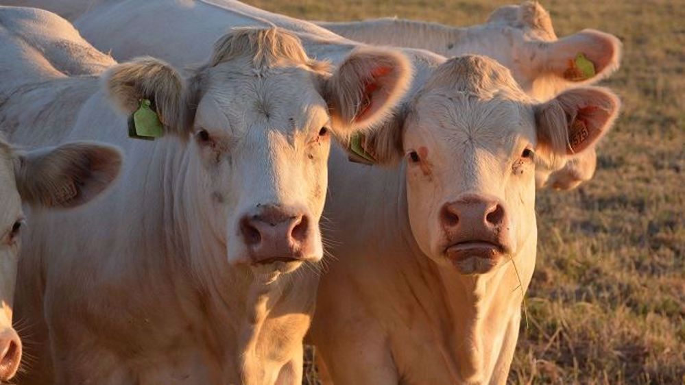 De 2013 à 2016, les élevages de veaux de boucherie ont réduit leur consommation d'antibiotiques de 40 % (©Terre-net Média)